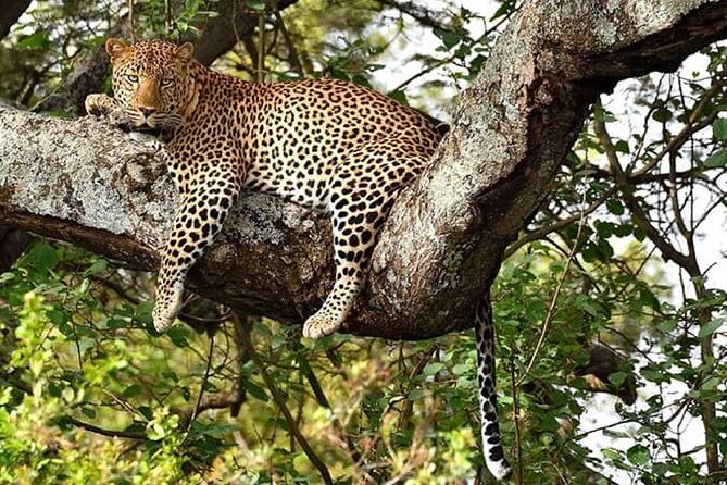Nairobi park, steamark birds, Girraffe center & bomas - Giraffe Centre and the Rothschild Giraffe: the closest you’ll get without leaving town