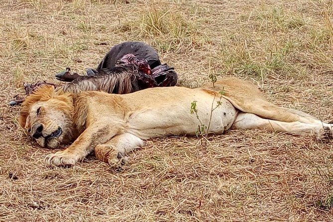Nairobi safari walk half day tour - Why a city safari walk makes sense when time is tight