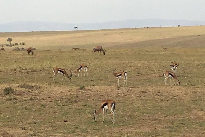 Nairobi safari walk half day tour - Who this tour is best for