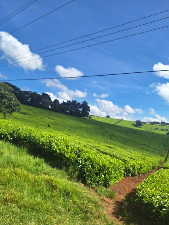 Nairobi: Tea Farm Day Trip with Lunch at kiambethu - Why Kiambethu Tea Farm is a solid day trip from Nairobi
