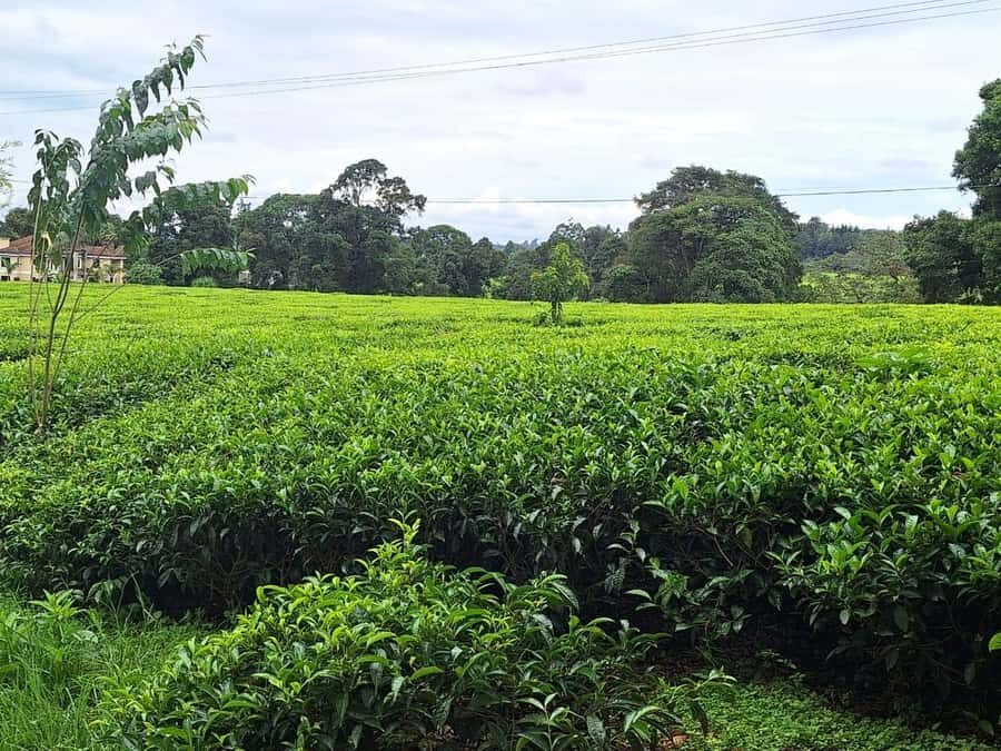 Nairobi: Tea Farm Day Trip with Lunch at kiambethu - Lunch around 1:00: farm-fresh three-course buffet in the gardens