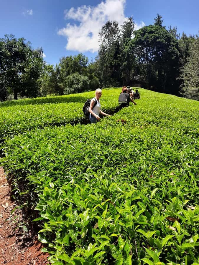 Nairobi: Tea Farm Day Trip with Lunch at kiambethu - The 11:00 start: welcome tea, snacks, and a farm history talk