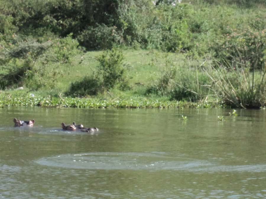 Nairobi to Lake Naivasha Day Tour with Crescent Island - Key things to know before you go