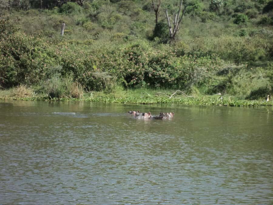 Nairobi to Lake Naivasha Day Tour with Crescent Island - Group size, pace, and who this fits best
