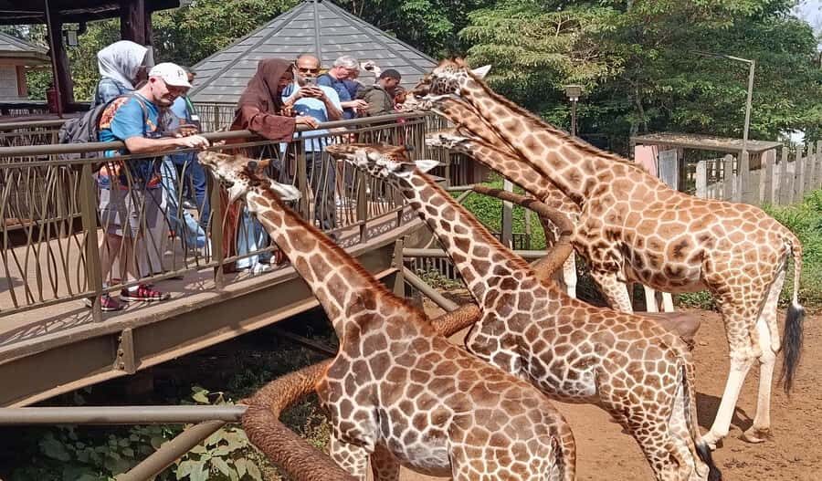Nairobi Walking Tour, GiraffeCentre & Souvenir Shopping Tour - Quick highlights you’ll actually notice