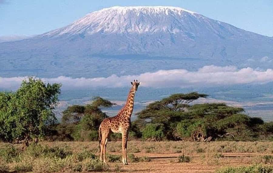 Nairobi:Day trip to Amboseli National park & Maasai village - Key highlights you’ll feel fast