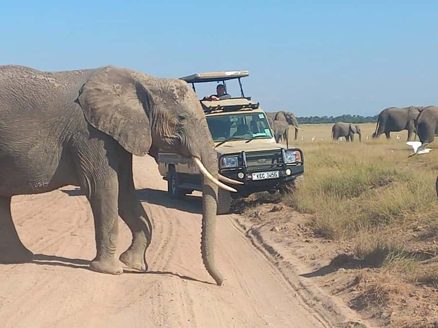 Nairobi:Day trip to Amboseli National park & Maasai village - Nairobi to Amboseli: the rooftop-van start that sets the tone