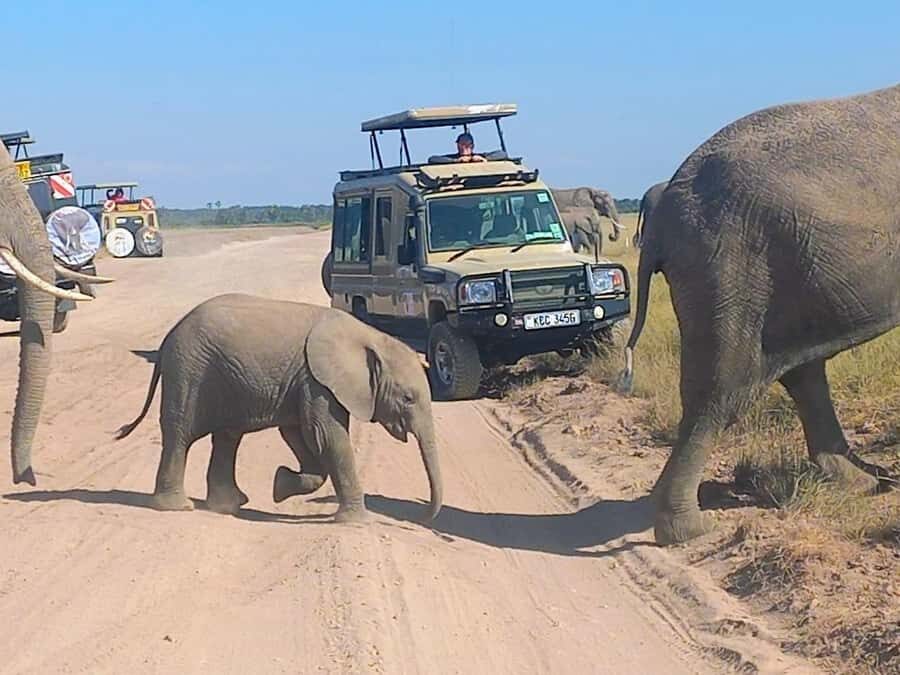 Nairobi:Day trip to Amboseli National park & Maasai village - Game drives across savannahs and acacia woodlands