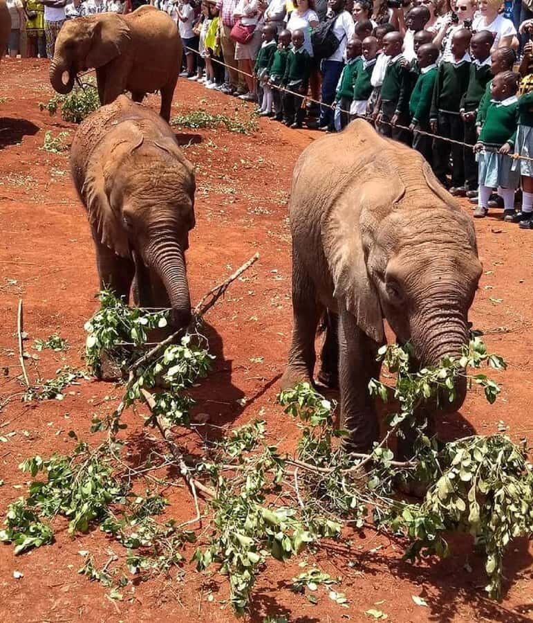 Nairobi:Giraffe Center, Baby Elephant and Beads factory Tour - Guide quality and the one thing to watch: time and fee handling