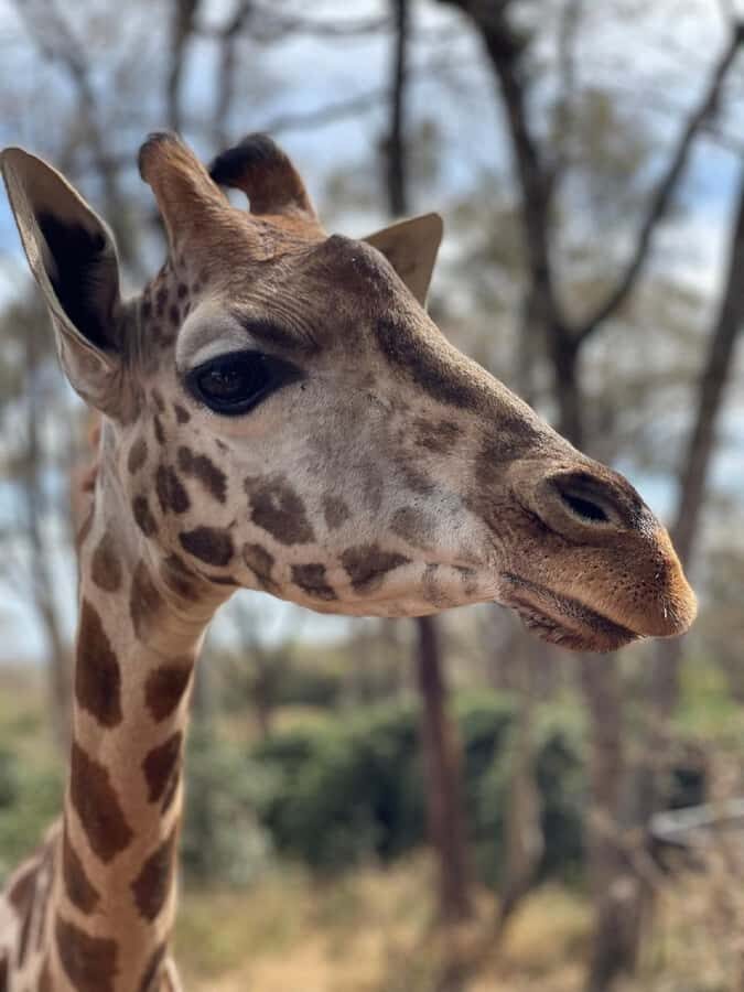Nairobi:Giraffe Center, Baby Elephant and Beads factory Tour - Who this tour suits best (and who might want something else)