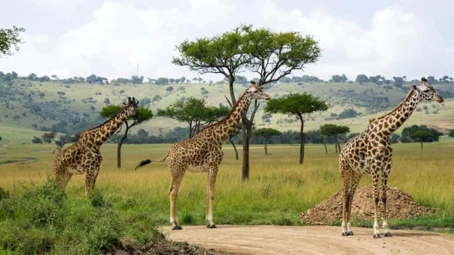 Nairobi:Group Hell's Gate National Park & Lake Naivasha Tour - Key takeaways before you go