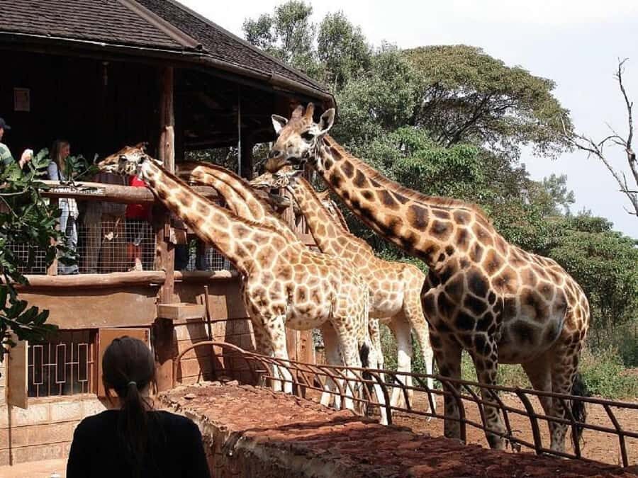 Nairobi:Nairobi national park,David sheldrick,GiraffeCenter - Key highlights worth planning for