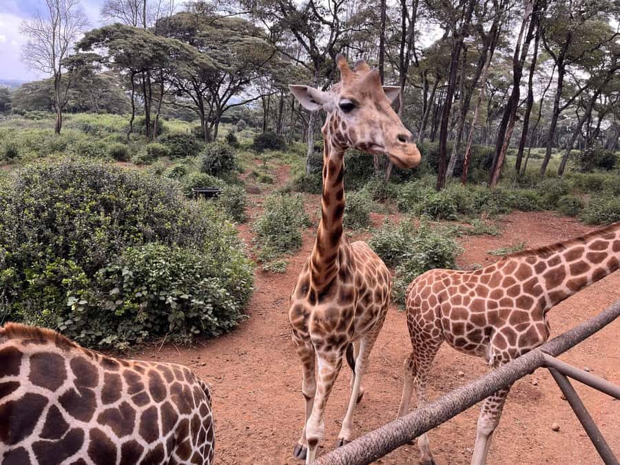 Nairobi:Nairobi national park,David sheldrick,GiraffeCenter - David Sheldrick Wildlife Trust: why the public viewing hour feels different