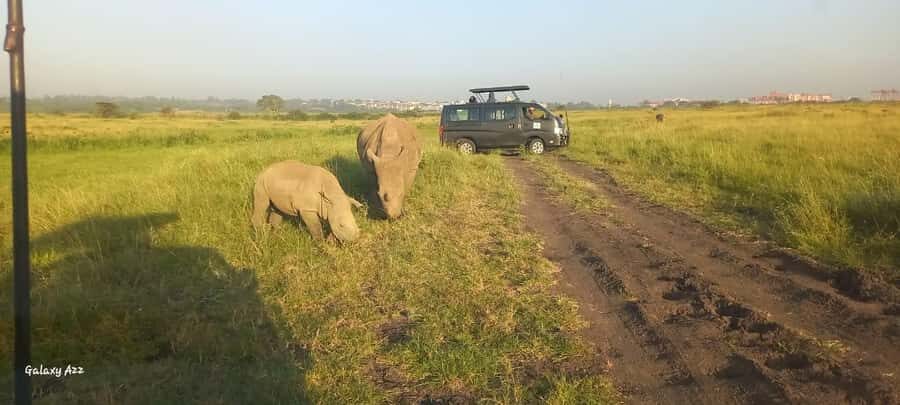 Nairobi:Nairobi national park,David sheldrick,GiraffeCenter - Small-group guiding: the real difference you feel at each stop
