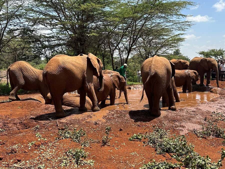 Nairobi:Nairobi national park,David sheldrick,GiraffeCenter - Nairobi National Park: wildlife viewing plus city skyline energy
