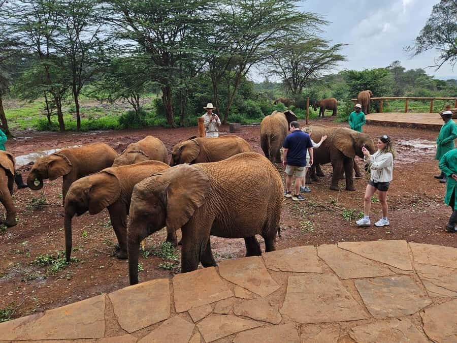 Nairobi’s Best:Elephants,Giraffes Center & Karen Blixen Tour - Key things you’ll notice on this tour