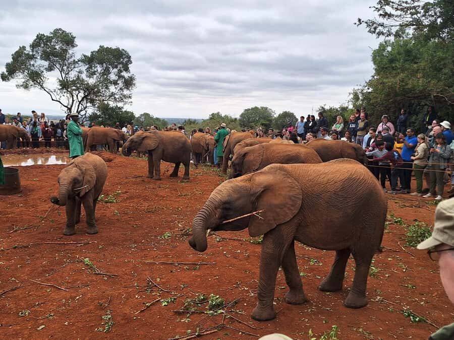Nairobi’s Best:Elephants,Giraffes Center & Karen Blixen Tour - David Sheldrick in Nairobi: why this works as a half-day