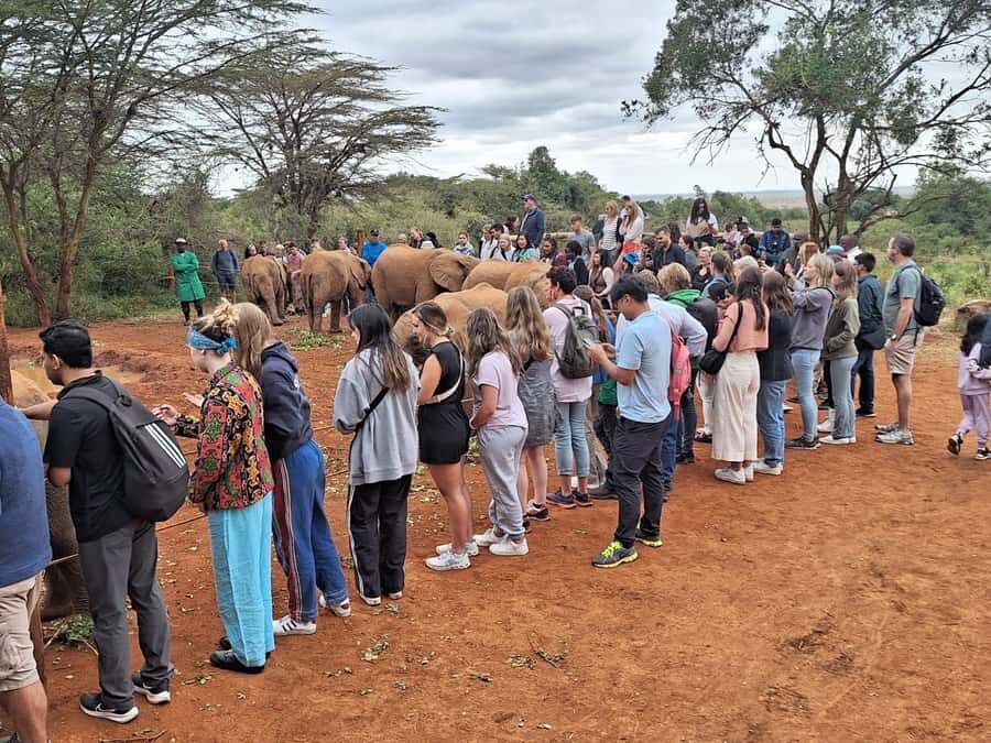 Nairobi’s Best:Elephants,Giraffes Center & Karen Blixen Tour - The one-hour presentation and close elephant contact