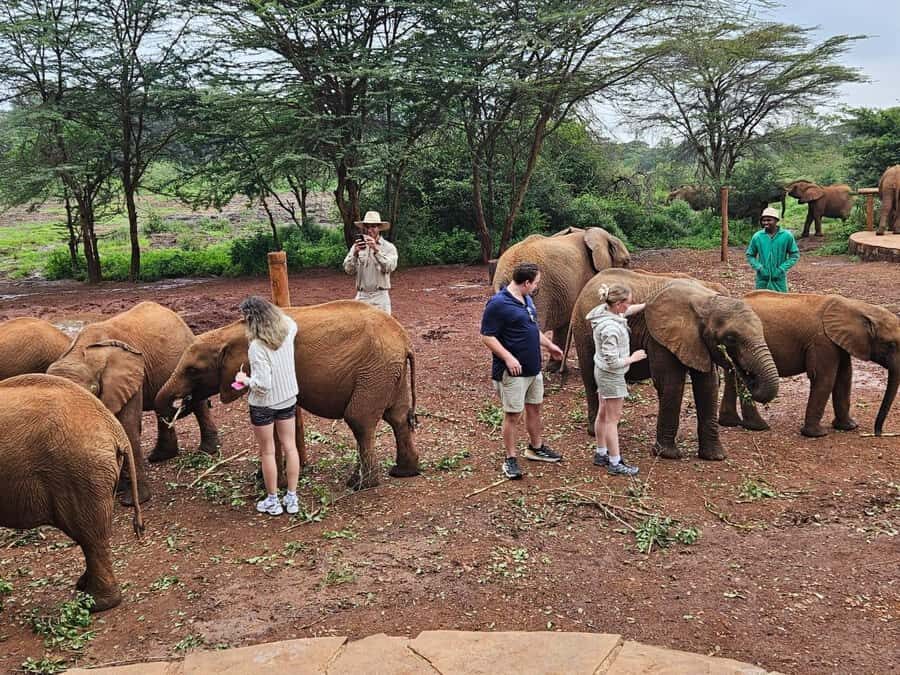 Nairobi’s Best:Elephants,Giraffes Center & Karen Blixen Tour - Optional add-ons: Giraffe Center, Karen Blixen Museum, and what costs extra