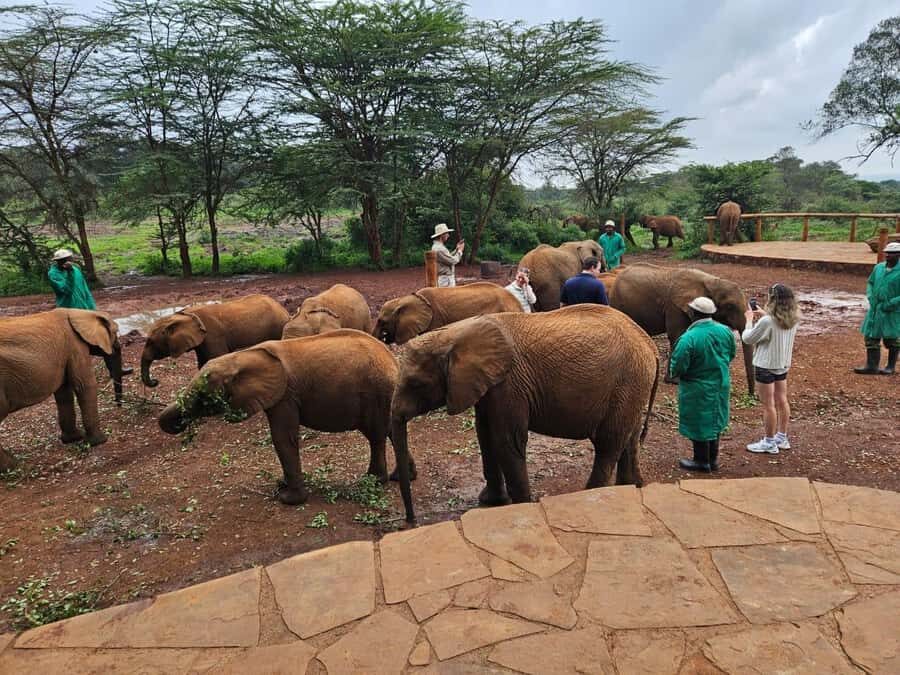 Nairobi’s Best:Elephants,Giraffes Center & Karen Blixen Tour - Price and value: $32 base cost vs. the true day total