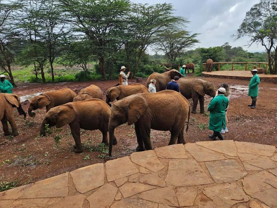 Nairobi’s Best:Elephants,Giraffes Center & Karen Blixen Tour - Who should book this tour, and who might not