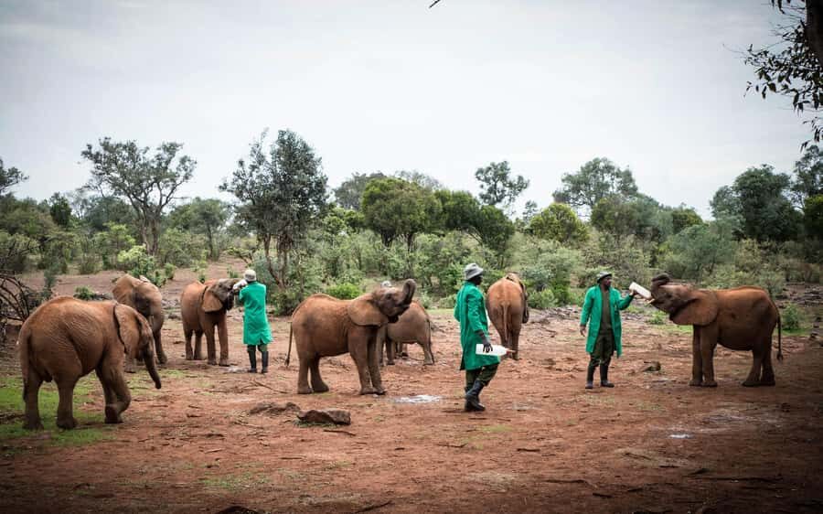 Nairobi’s Best:Elephants,Giraffes Center & Karen Blixen Tour - The timing: 9:30 pickup, 10:45 arrival, lunch by 1:30