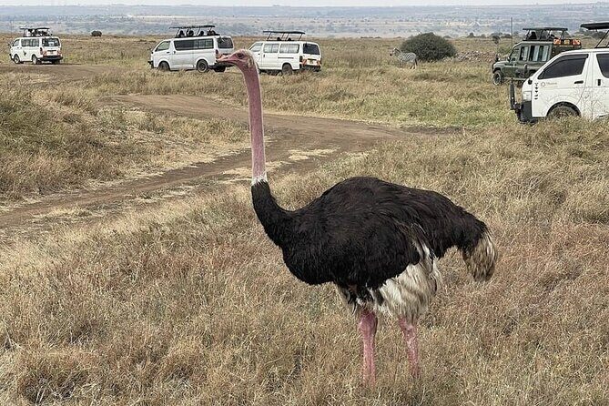 National Park Half-Day Group Tour in Nairobi with Pickup - A Half-Day Nairobi Safari Plan That Fits Real Schedules
