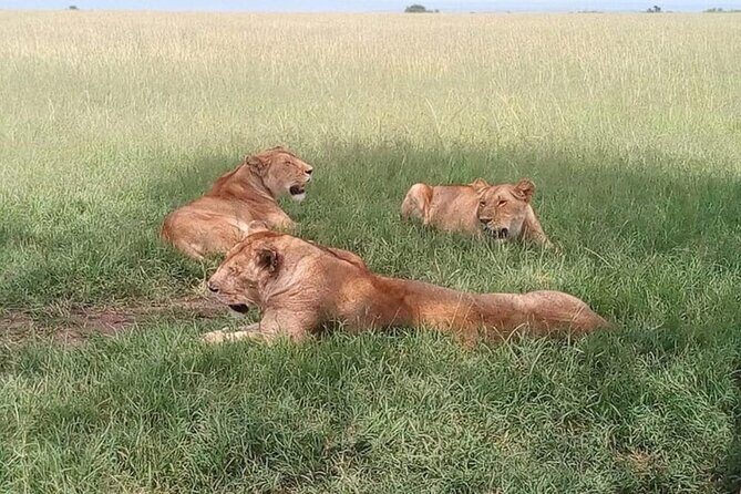 National Park Half-Day Group Tour in Nairobi with Pickup - What the Guide Does (And Why Felix and Martin Get Mentioned)