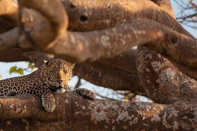 National Park Half-Day Group Tour in Nairobi with Pickup - Value for $43: Is This a Smart Nairobi Use of Time?