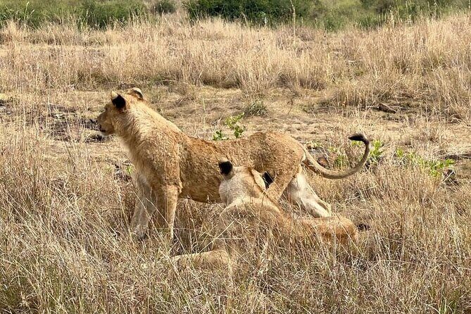 National Park Half-Day Group Tour in Nairobi with Pickup - Who Should Book This Tour (And Who Might Want Something Else)