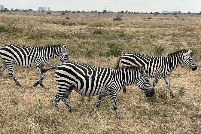 National Park Half-Day Group Tour in Nairobi with Pickup - Pickup, Open-Top Game Drive, and What 5 Hours Really Means