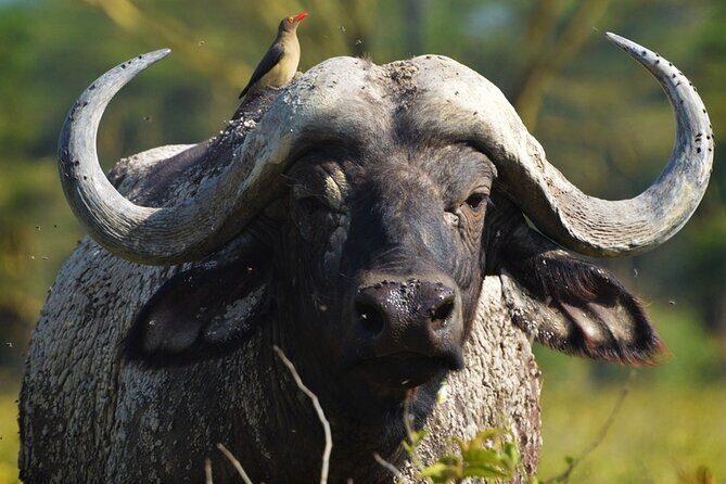 Ol Pejeta Conservancy and Chimpanzee Sanctuary Full-Day Tour from Nairobi - Price and what you actually get for $395