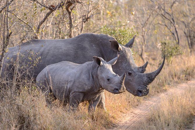 Ol Pejeta Conservancy and Chimpanzee Sanctuary Full-Day Tour from Nairobi - Getting to Sweetwaters: the 6am start and road reality