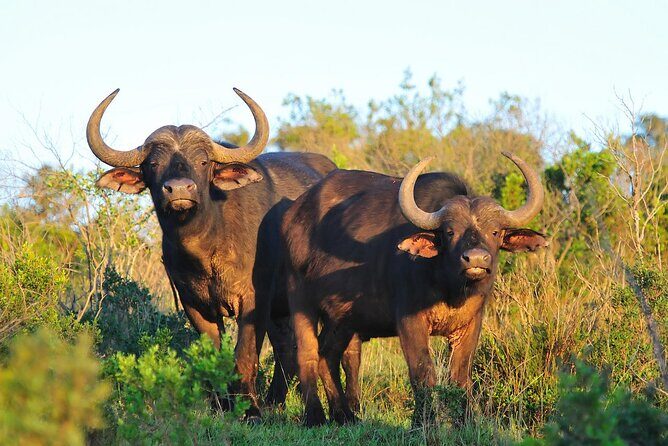 Ol Pejeta Conservancy and Chimpanzee Sanctuary Full-Day Tour from Nairobi - Lunch inside the conservancy: plan for your own break