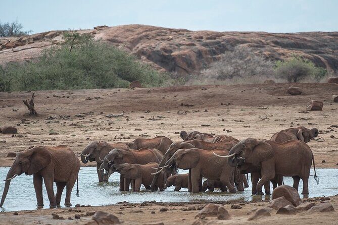 Ol Pejeta Conservancy and Chimpanzee Sanctuary Full-Day Tour from Nairobi - Why this combo works better than doing just one stop