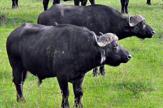 Ol Pejeta Conservancy and Chimpanzee Sanctuary Full-Day Tour from Nairobi - Sweetwaters Chimpanzee Sanctuary: rescue work you can see clearly