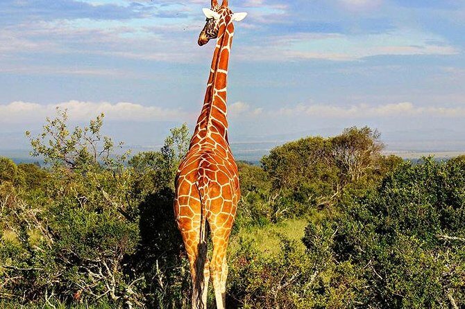 Ol Pejeta Conservancy Day Tour from Nairobi - Getting to Nanyuki and stopping at the Equator line