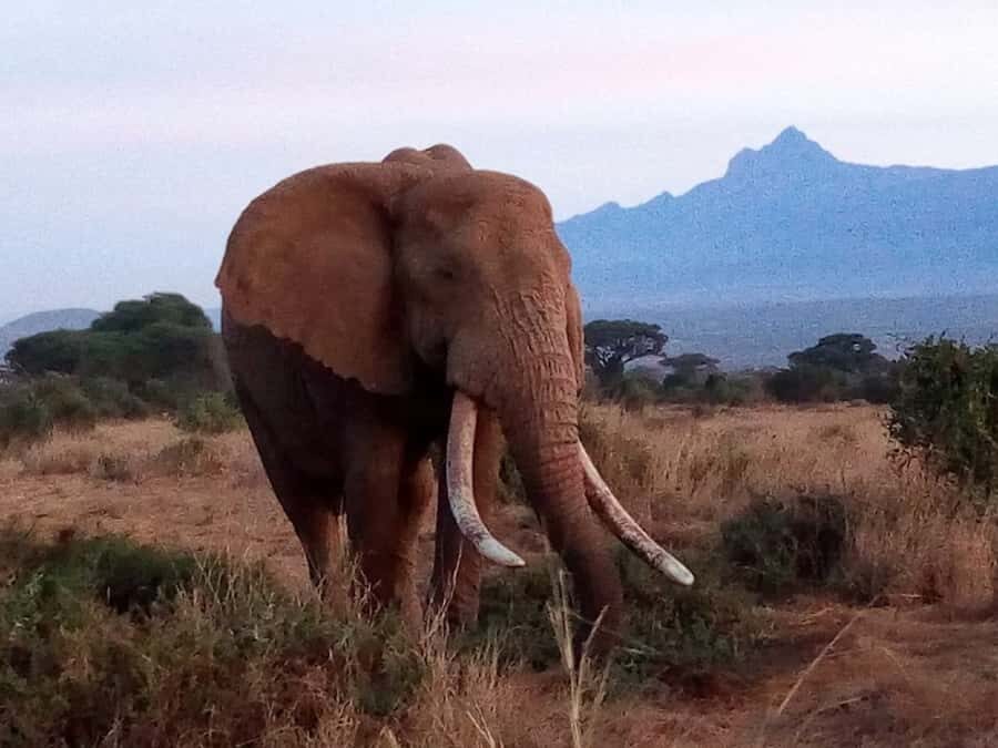 Ol Pejeta Conservancy Full Day Tour From Nairobi - Why Ol Pejeta works as a full-day safari from Nairobi