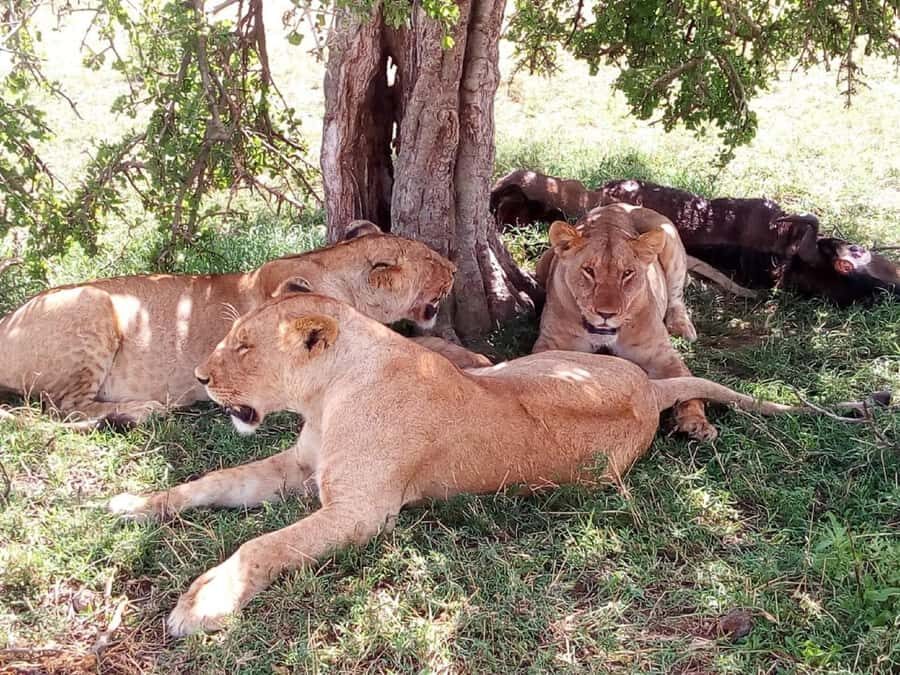 Ol Pejeta Conservancy Full Day Tour From Nairobi - The 5:00 am Nairobi pickup: quick start, big payoff