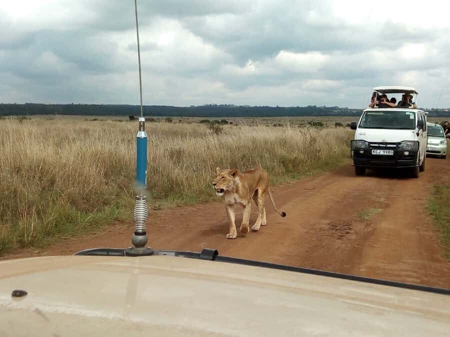 Ol Pejeta Conservancy Full Day Tour From Nairobi - Mount Kenya views: the scenery you’re not supposed to rush