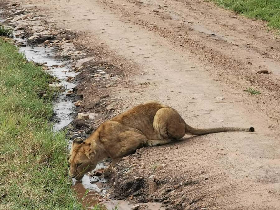 Ol Pejeta Conservancy Full Day Tour From Nairobi - The chimpanzee sanctuary: conservation you can actually see