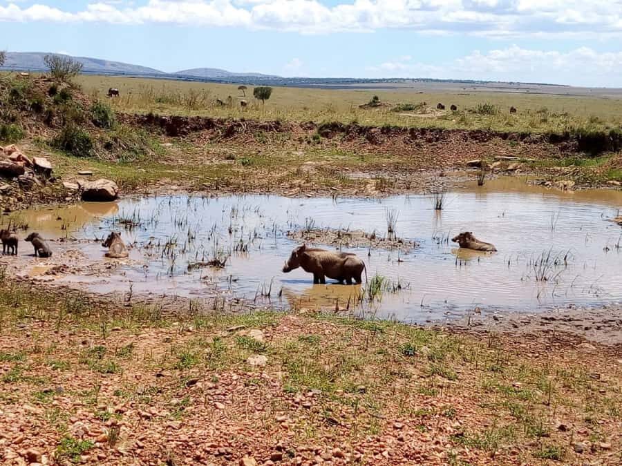 Ol Pejeta Conservancy Full Day Tour From Nairobi - Lunch at Sweet Waters Serena Camp: a real midday reset