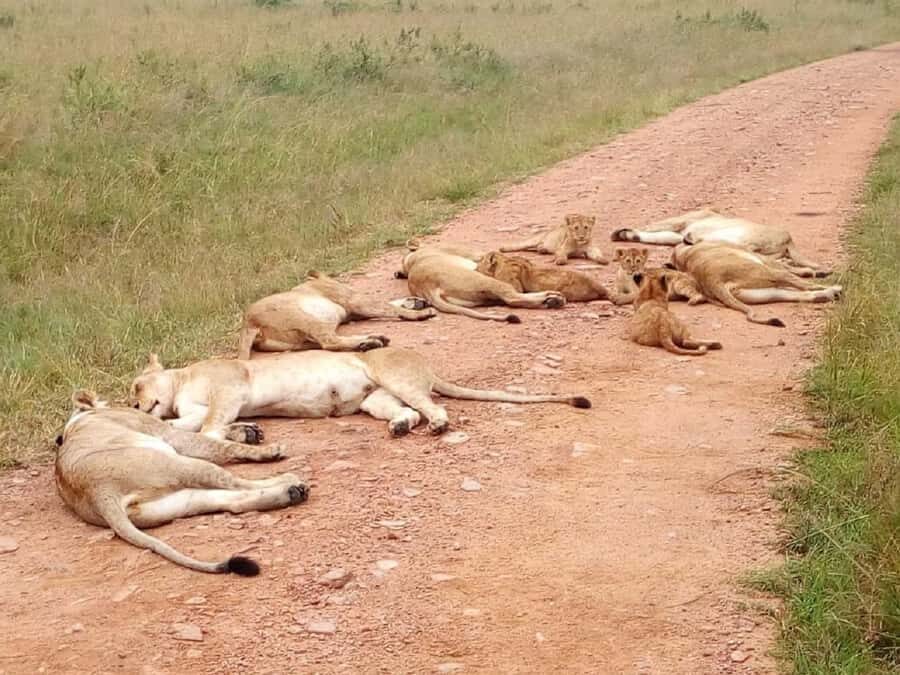 Ol Pejeta Conservancy Full Day Tour From Nairobi - Price and value: is $380 a fair deal?