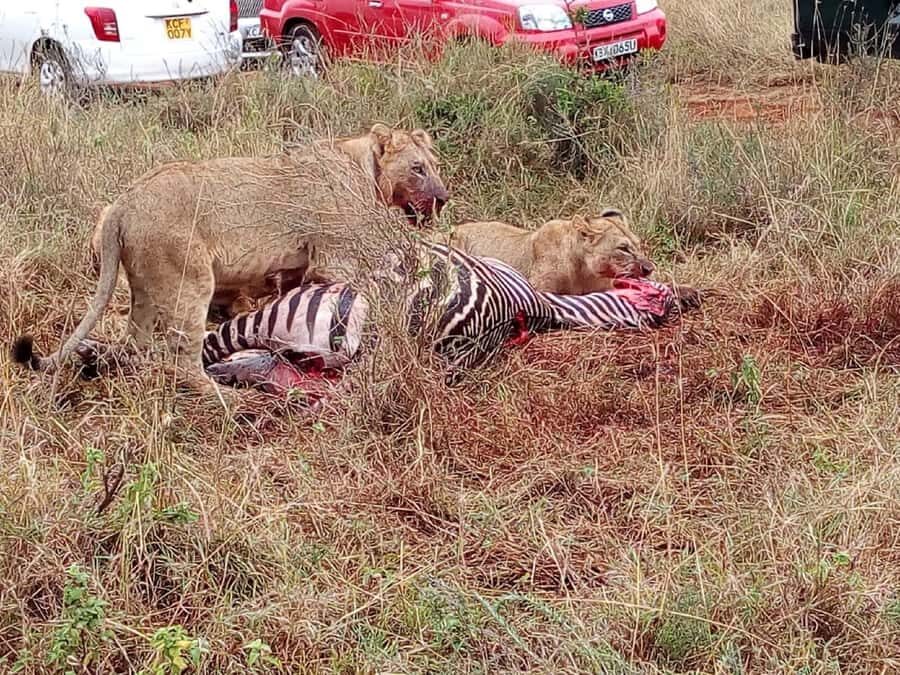 Ol Pejeta Conservancy Full Day Tour From Nairobi - Nanyuki Town and the official equator line stop
