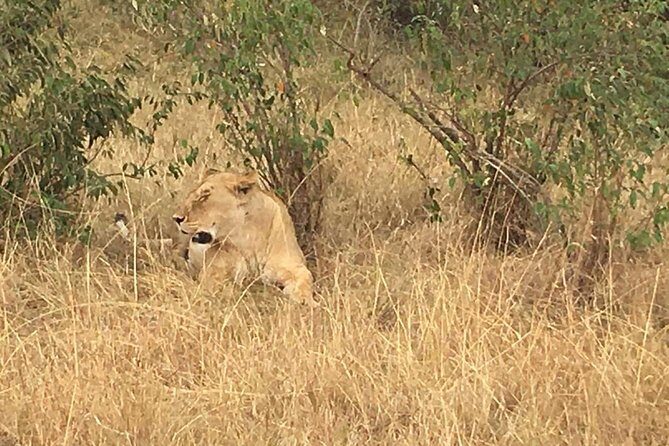 Olpejeta conservancy Day tour - White rhino and conservation security: why this reserve feels different