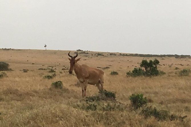 Olpejeta conservancy Day tour - Lunch and timing: what an 8-hour day feels like