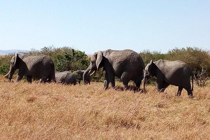Olpejeta conservancy Day tour - Price and value: is $358.98 worth it?