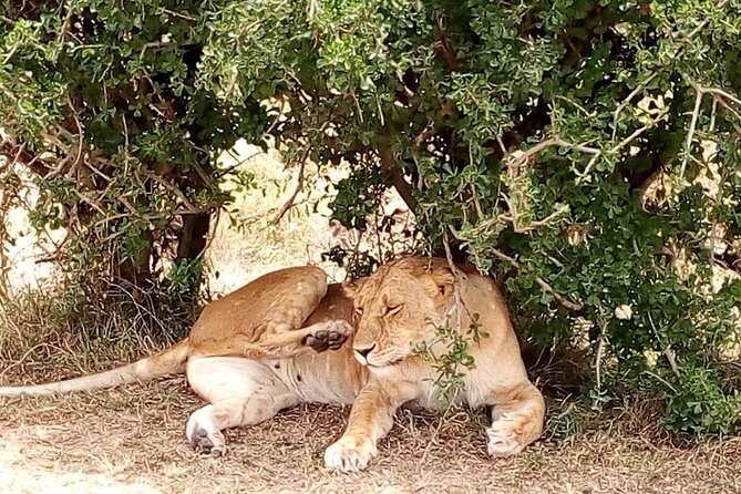 Olpejeta conservancy Day tour - Who this Ol Pejeta day tour suits best