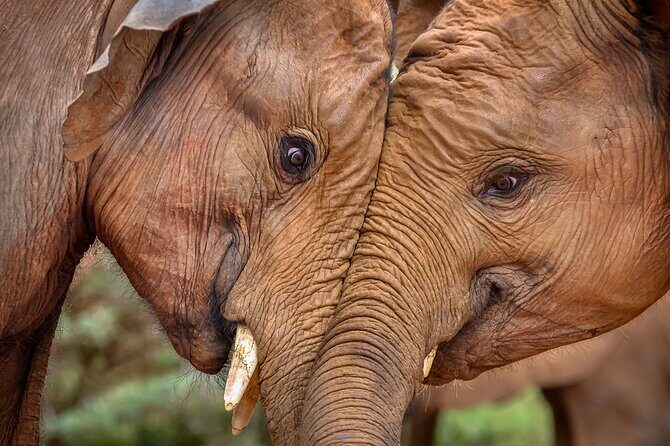 One Night (Mid-range) Amboseli National Park Safari - Birdlife, small animals, and why “look longer” pays off