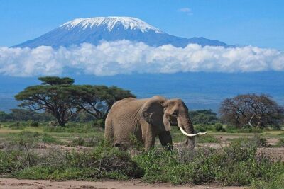 Overnight Amboseli National Park Safari from Nairobi - Day 1 in Amboseli: lunch, rest, then the 16:00 evening drive